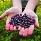 Hands holding out pile of huckleberries